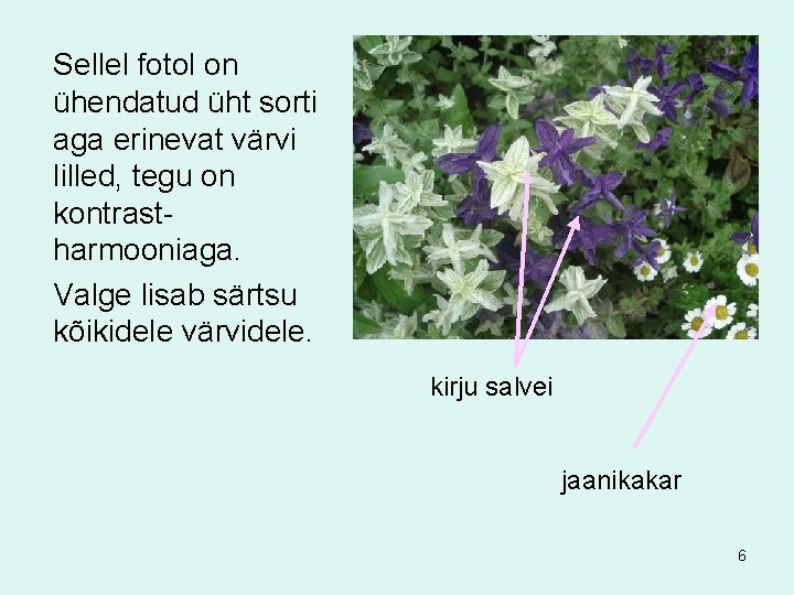 Sellel fotol on ühendatud üht sorti aga erinevat värvi lilled, tegu on kontrastharmooniaga. Valge