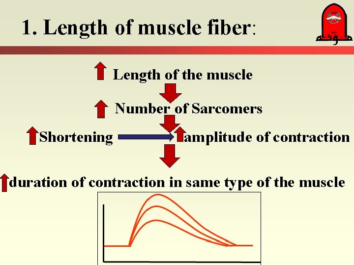 1. Length of muscle fiber: Length of the muscle Number of Sarcomers Shortening amplitude