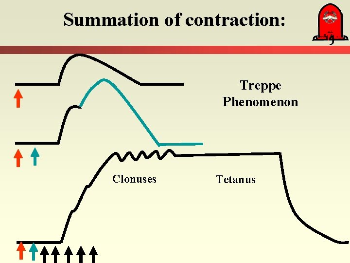 Summation of contraction: Treppe Phenomenon Clonuses Tetanus 