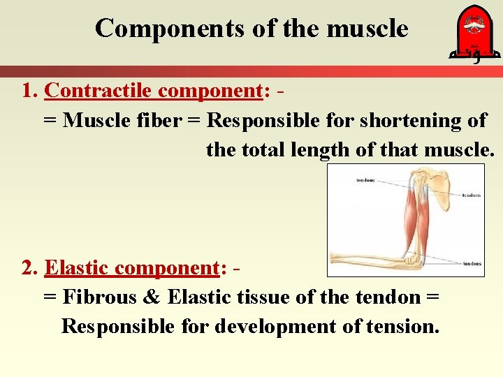 Components of the muscle 1. Contractile component: = Muscle fiber = Responsible for shortening