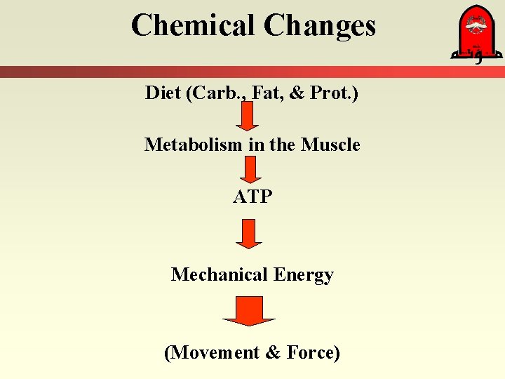 Chemical Changes Diet (Carb. , Fat, & Prot. ) Metabolism in the Muscle ATP