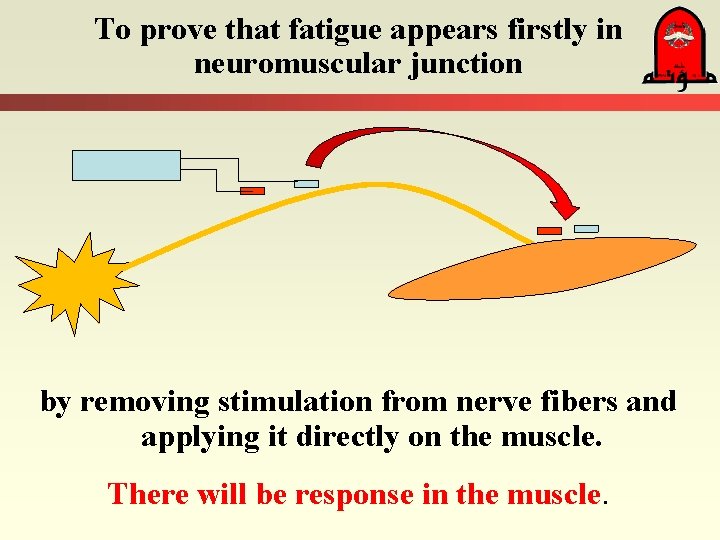 To prove that fatigue appears firstly in neuromuscular junction by removing stimulation from nerve