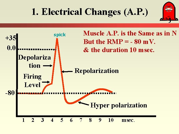 1. Electrical Changes (A. P. ) Muscle A. P. is the Same as in