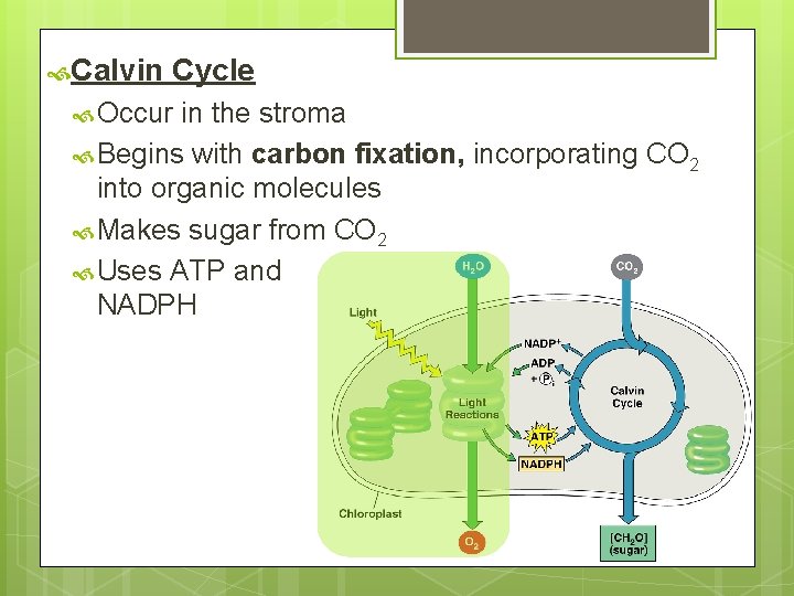  Calvin Cycle Occur in the stroma Begins with carbon fixation, incorporating CO 2