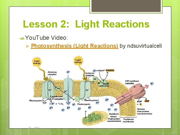 Lesson 2: Light Reactions You. Tube Ø Video: Photosynthesis (Light Reactions) by ndsuvirtualcell 