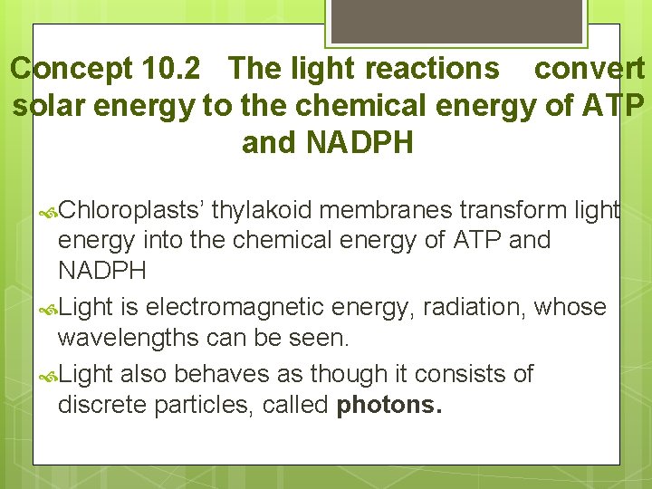 Concept 10. 2 The light reactions convert solar energy to the chemical energy of
