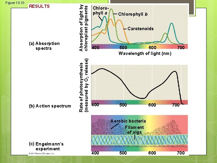 (a) Absorption spectra (b) Action spectrum Absorption of light by chloroplast pigments RESULTS Rate