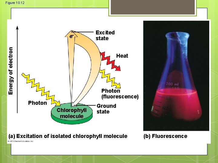 Figure 10. 12 Energy of electron e Excited state Heat Photon (fluorescence) Photon Chlorophyll