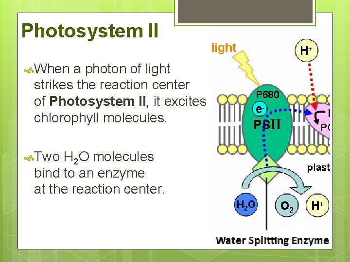 Photosystem II When a photon of light strikes the reaction center of Photosystem II,