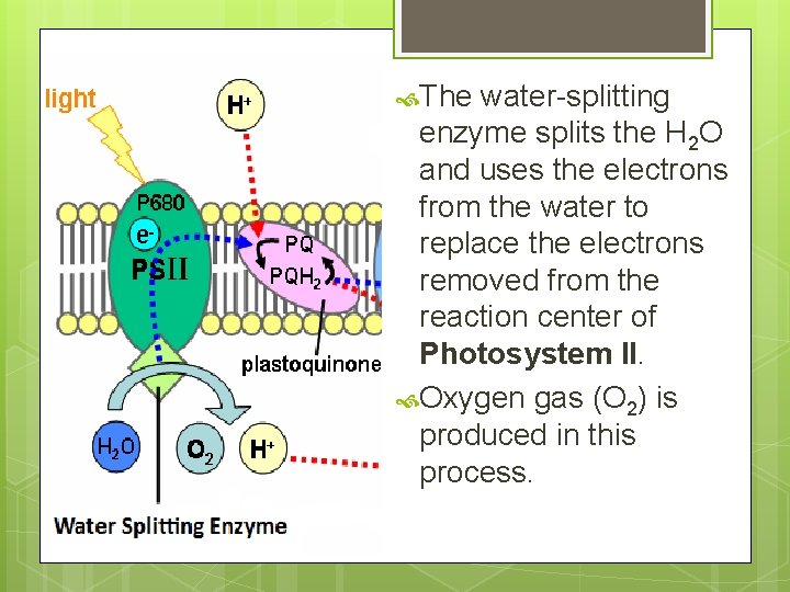  The water-splitting enzyme splits the H 2 O and uses the electrons from