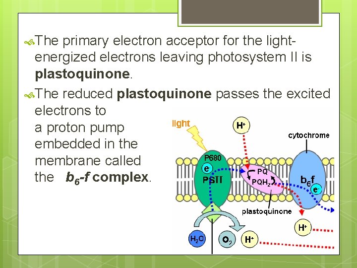  The primary electron acceptor for the lightenergized electrons leaving photosystem II is plastoquinone.