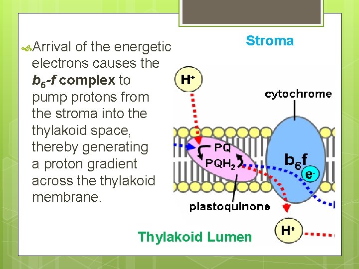  Arrival of the energetic electrons causes the b 6 -f complex to pump