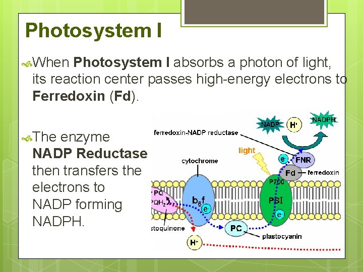 Photosystem I When Photosystem I absorbs a photon of light, its reaction center passes