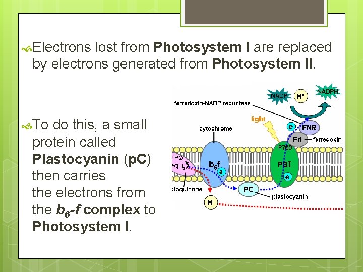  Electrons lost from Photosystem I are replaced by electrons generated from Photosystem II.