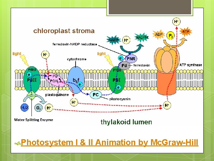  Photosystem I & II Animation by Mc. Graw-Hill 