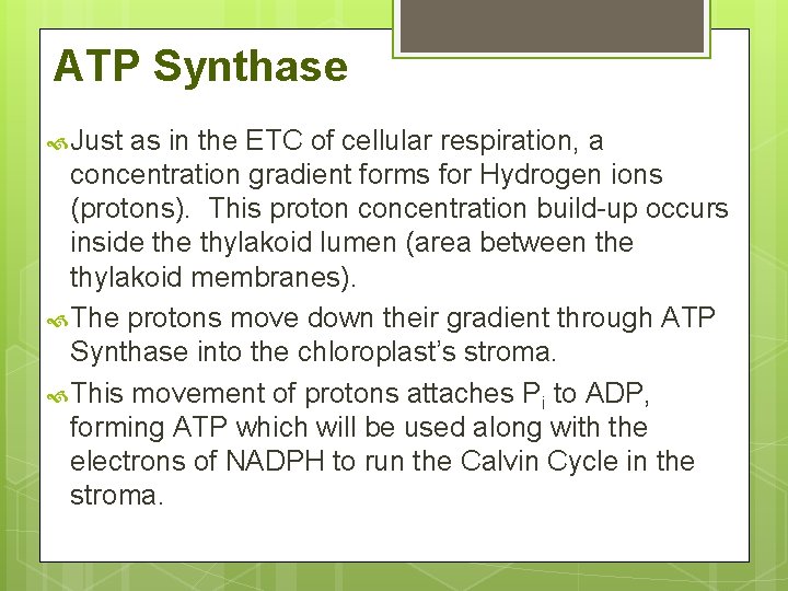 ATP Synthase Just as in the ETC of cellular respiration, a concentration gradient forms