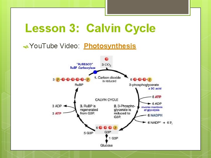 Lesson 3: Calvin Cycle You. Tube Video: Photosynthesis 
