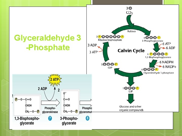 Glyceraldehyde 3 -Phosphate 