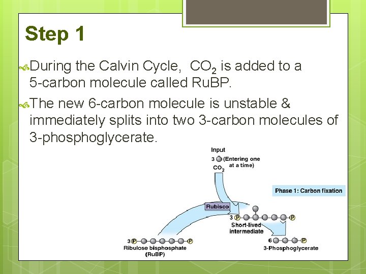 Step 1 During the Calvin Cycle, CO 2 is added to a 5 -carbon