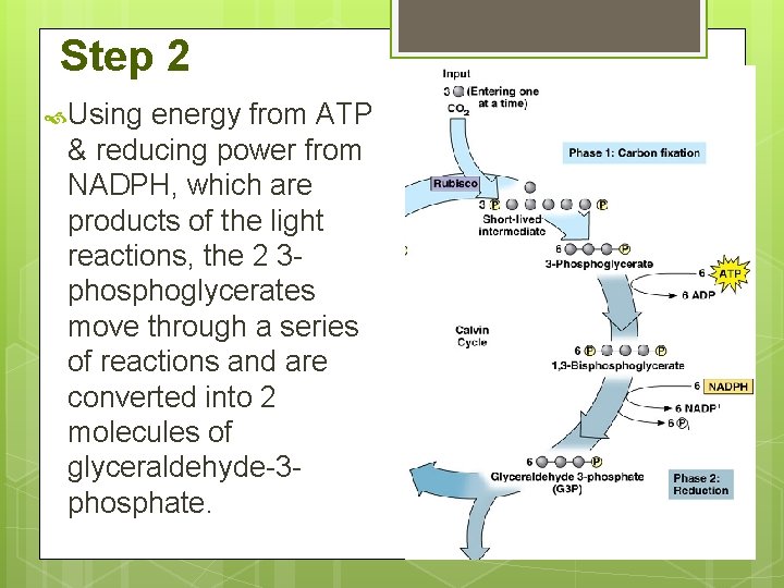 Step 2 Using energy from ATP & reducing power from NADPH, which are products