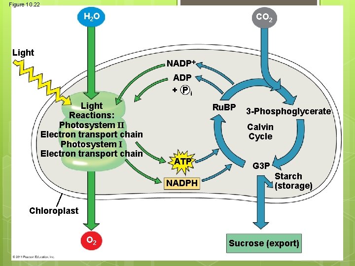 Figure 10. 22 H 2 O CO 2 Light NADP + Pi Light Reactions: