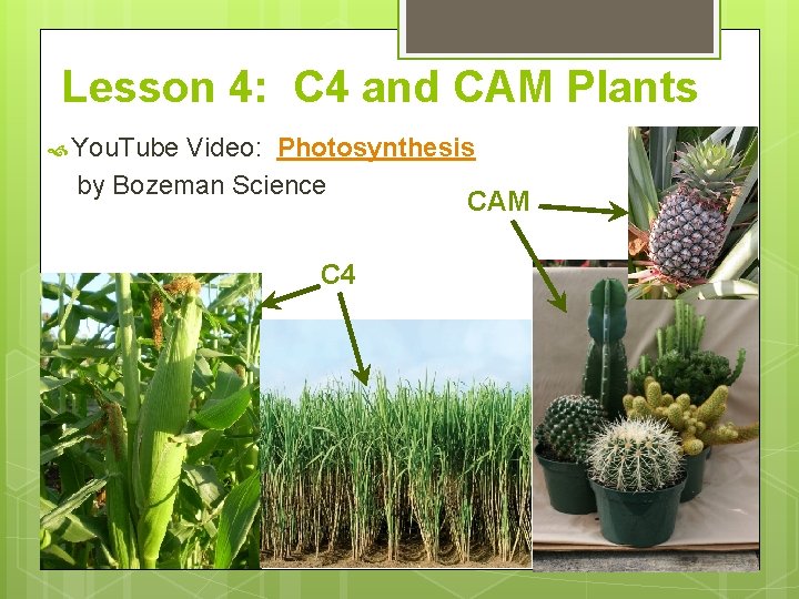 Lesson 4: C 4 and CAM Plants You. Tube Video: Photosynthesis by Bozeman Science