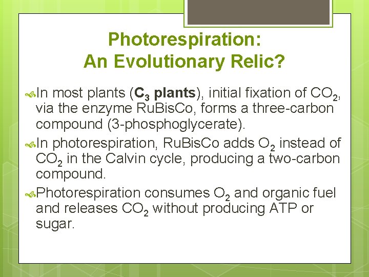 Photorespiration: An Evolutionary Relic? In most plants (C 3 plants), initial fixation of CO