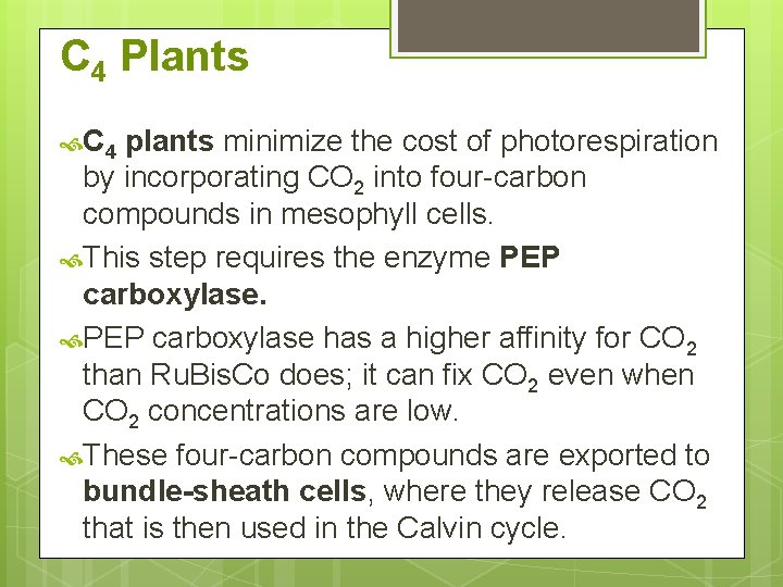 C 4 Plants C 4 plants minimize the cost of photorespiration by incorporating CO