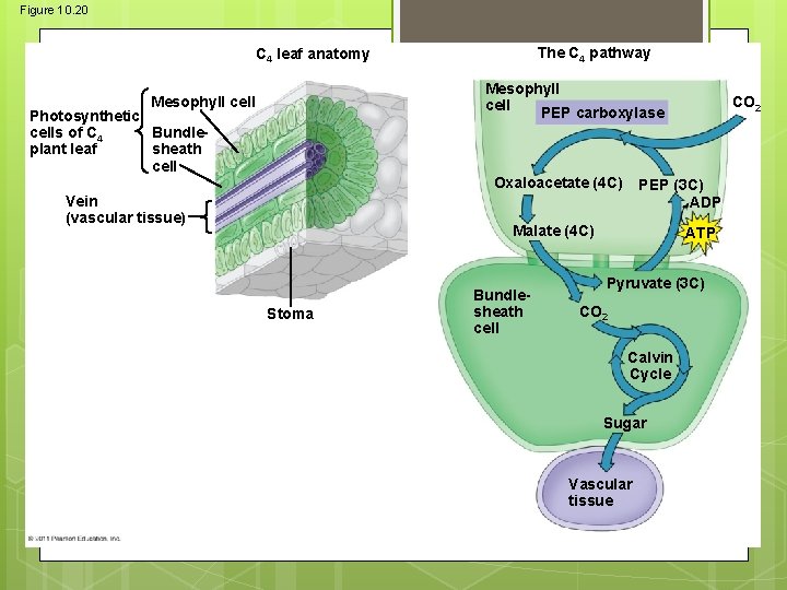 Figure 10. 20 The C 4 pathway C 4 leaf anatomy Mesophyll cell PEP