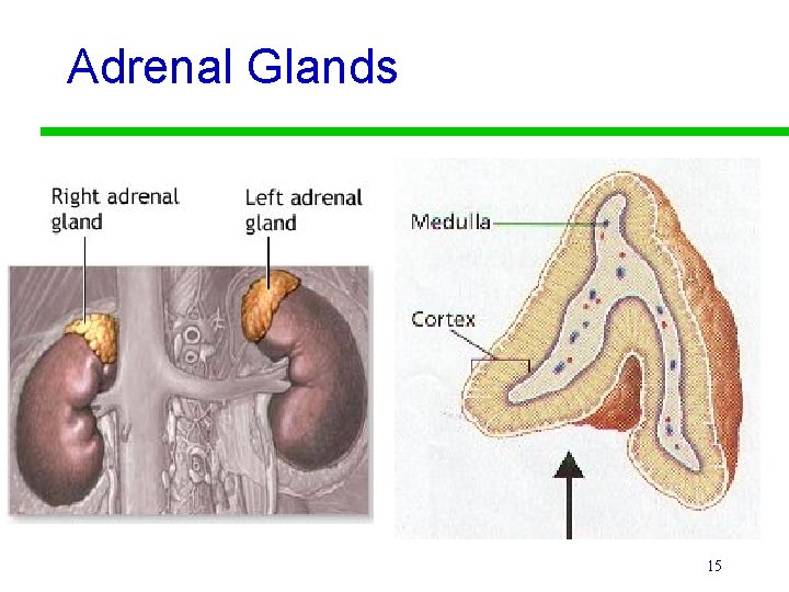 Adrenal Glands 15 