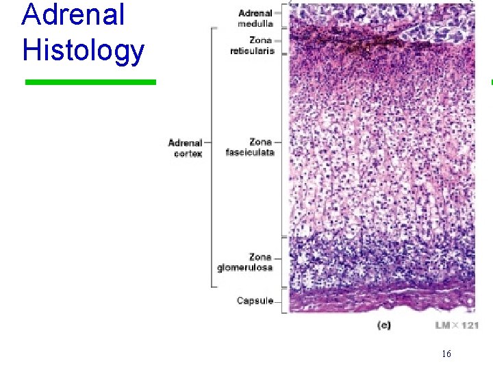 Adrenal Histology 16 