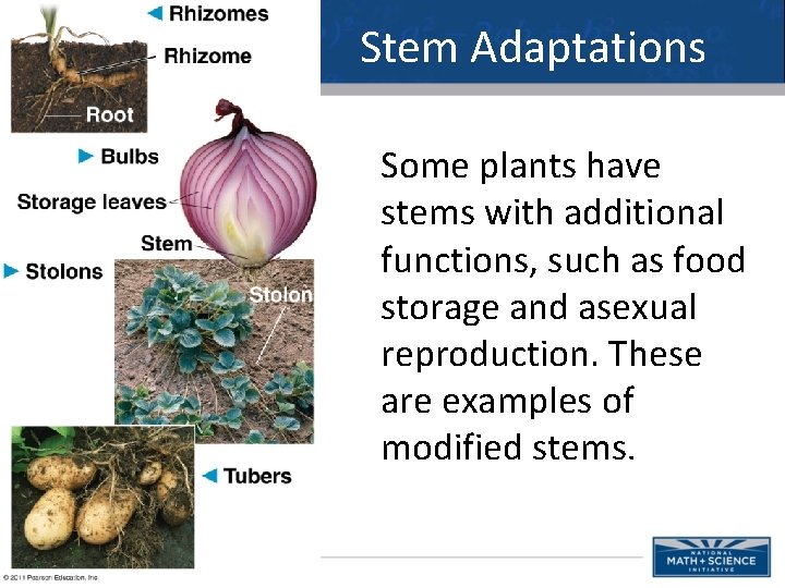 Stem Adaptations Some plants have stems with additional functions, such as food storage and