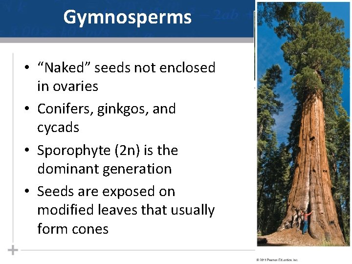 Gymnosperms • “Naked” seeds not enclosed in ovaries • Conifers, ginkgos, and cycads •