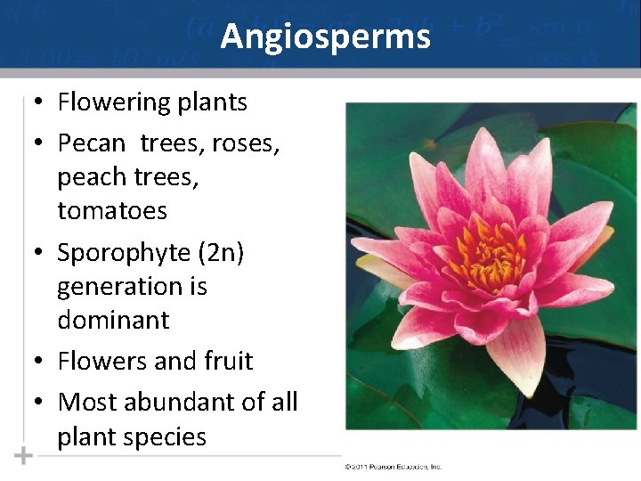 Angiosperms • Flowering plants • Pecan trees, roses, peach trees, tomatoes • Sporophyte (2