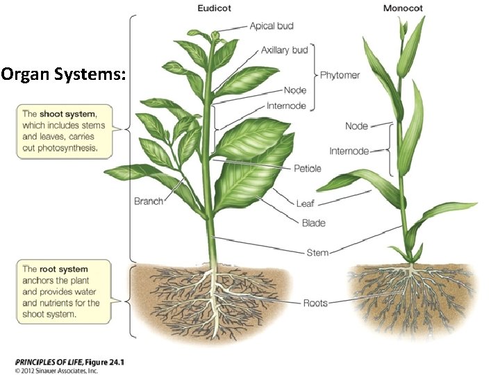 Organ Systems: 7 