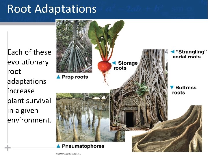 Root Adaptations Each of these evolutionary root adaptations increase plant survival in a given