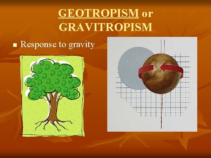 GEOTROPISM or GRAVITROPISM n Response to gravity 