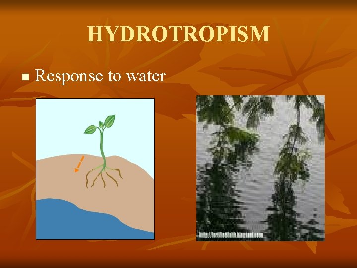 HYDROTROPISM n Response to water 