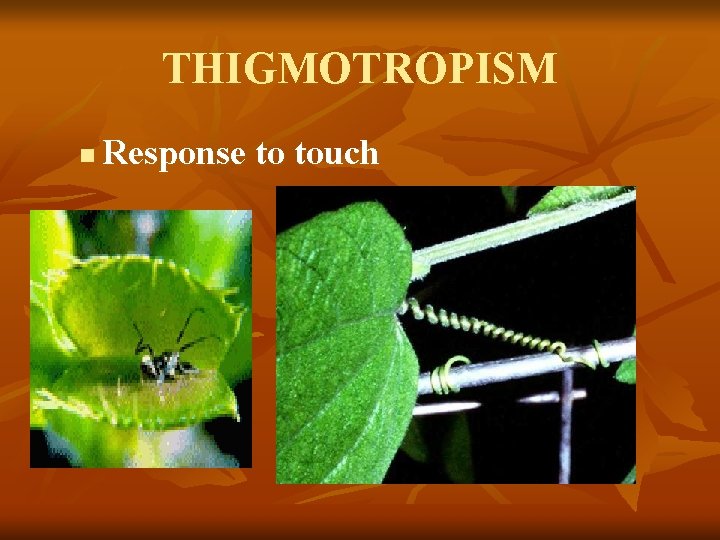 THIGMOTROPISM n Response to touch 