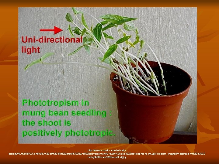 http: //www. cccmkc. edu. hk/~sbjbiology/AL%20 BIO/Continuity%20 of%20 life%20 growth%20 and%20 development/Growth%20 and%20 development_image/Tropism_image/Phototropism%20 in%20