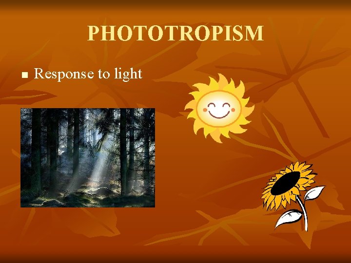 PHOTOTROPISM n Response to light 