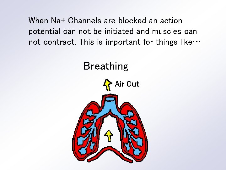 When Na+ Channels are blocked an action potential can not be initiated and muscles