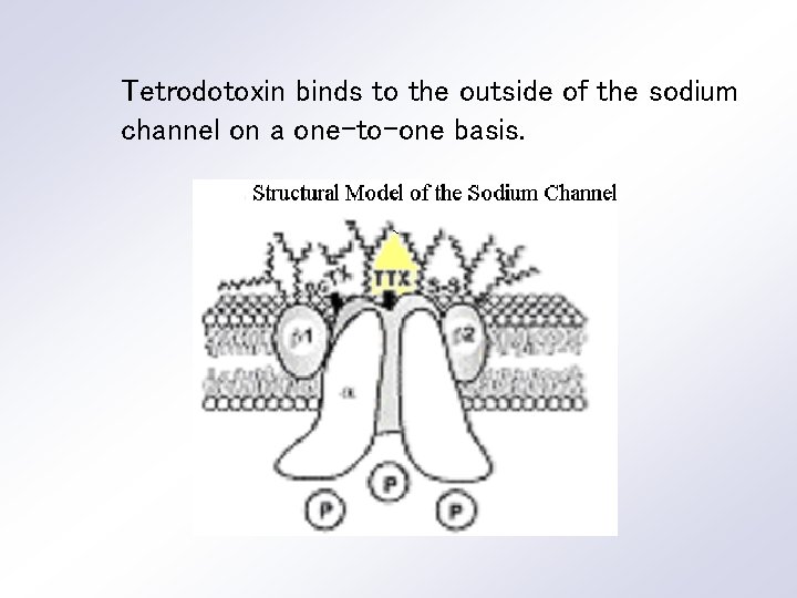 Tetrodotoxin binds to the outside of the sodium channel on a one-to-one basis. 
