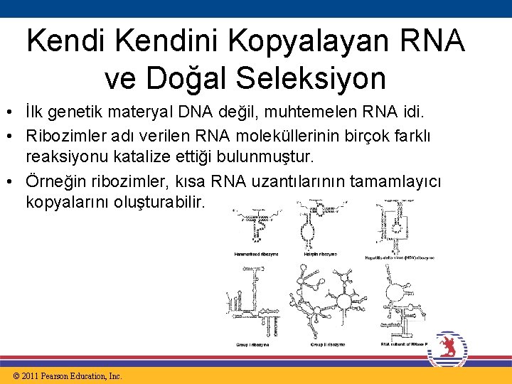 Kendini Kopyalayan RNA ve Doğal Seleksiyon • İlk genetik materyal DNA değil, muhtemelen RNA