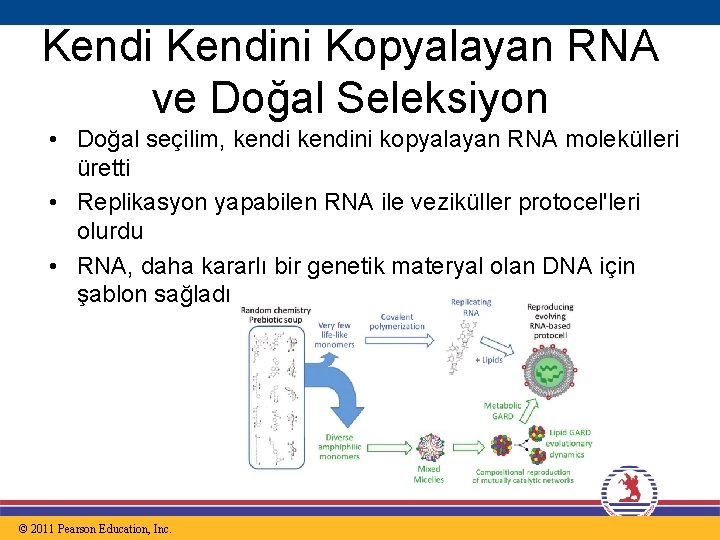 Kendini Kopyalayan RNA ve Doğal Seleksiyon • Doğal seçilim, kendini kopyalayan RNA molekülleri üretti