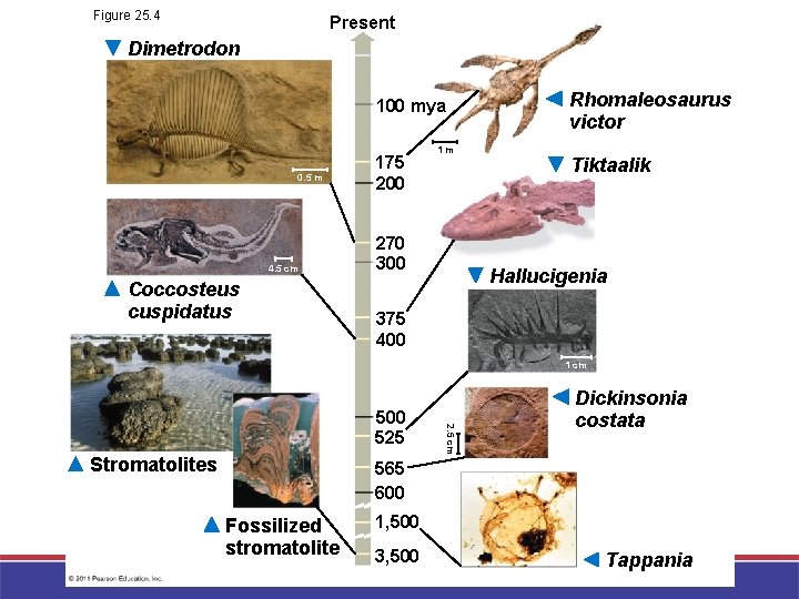 Figure 25. 4 Present Dimetrodon 100 mya 0. 5 m 4. 5 cm Coccosteus