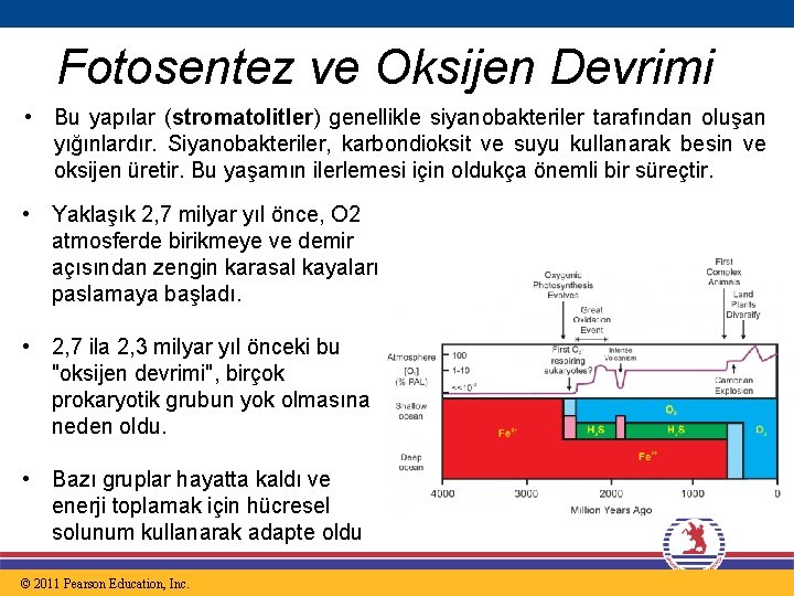 Fotosentez ve Oksijen Devrimi • Bu yapılar (stromatolitler) genellikle siyanobakteriler tarafından oluşan yığınlardır. Siyanobakteriler,