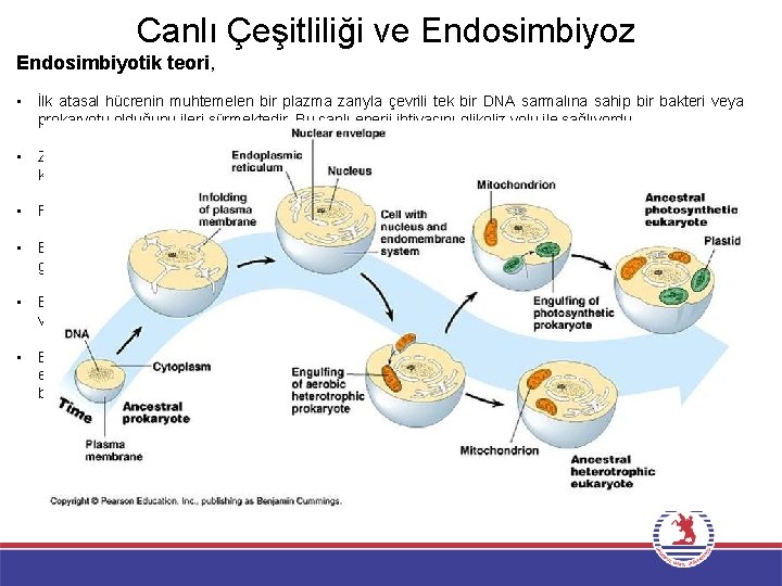 Canlı Çeşitliliği ve Endosimbiyoz Endosimbiyotik teori, • İlk atasal hücrenin muhtemelen bir plazma zarıyla