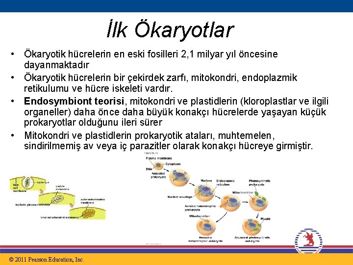 İlk Ökaryotlar • Ökaryotik hücrelerin en eski fosilleri 2, 1 milyar yıl öncesine dayanmaktadır