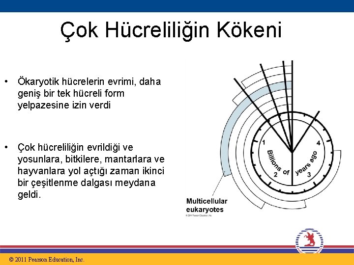 Çok Hücreliliğin Kökeni • Ökaryotik hücrelerin evrimi, daha geniş bir tek hücreli form yelpazesine